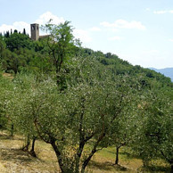 FATTORIA RAVAGLI